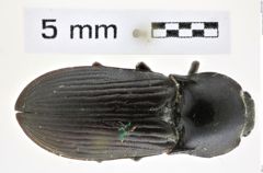 Foto (Dorsalansicht) von Selatosomus ampliatus (NHMW-ZOO-COL-0008372)